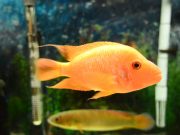 A guide to setting up your aquarium A guide to setting up your aquarium