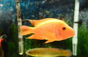 A guide to setting up your aquarium A guide to setting up your aquarium