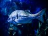 Welcome to Best For Fish | Best for fish tanks, fish videos, fish food Welcome to Best For Fish | Best Fish Food, Fish Tanks, Fish Advice