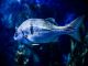 Welcome to Best For Fish | Best for fish tanks, fish videos, fish food Welcome to Best For Fish | Best Fish Food, Fish Tanks, Fish Advice