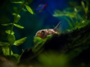 Good deal: Amazon Pet Festival deals for fish owners Amazon Pet Festival