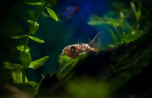Good deal: Amazon Pet Festival deals for fish owners Amazon Pet Festival