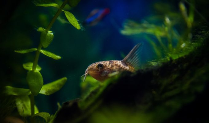 Good deal: Amazon Pet Festival deals for fish owners Amazon Pet Festival