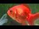 How to look after a goldfish