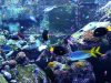 Enjoy this three hour video of beautiful coral reef fish