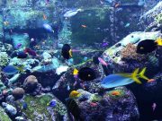 Enjoy this three hour video of beautiful coral reef fish