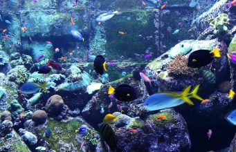 Enjoy this three hour video of beautiful coral reef fish
