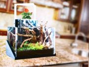 Video: the EcoQube desktop ecosystem