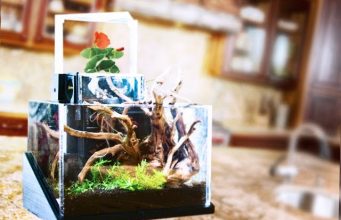 Video: the EcoQube desktop ecosystem