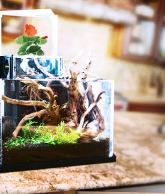 Video: the EcoQube desktop ecosystem